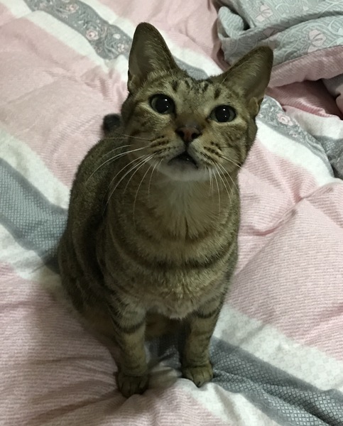 Happy indoor cat?