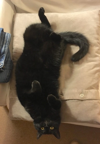 National black cat day.