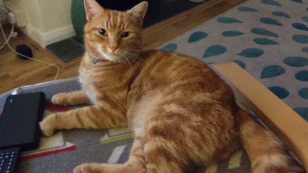 Cats still catting away part 5