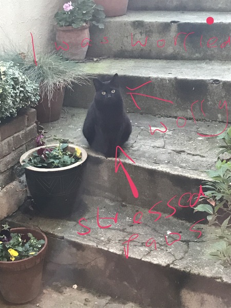 National black cat day.
