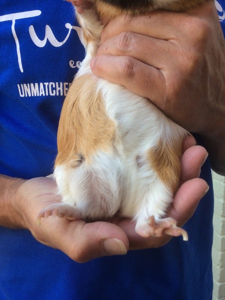 Lump on guinea pig
