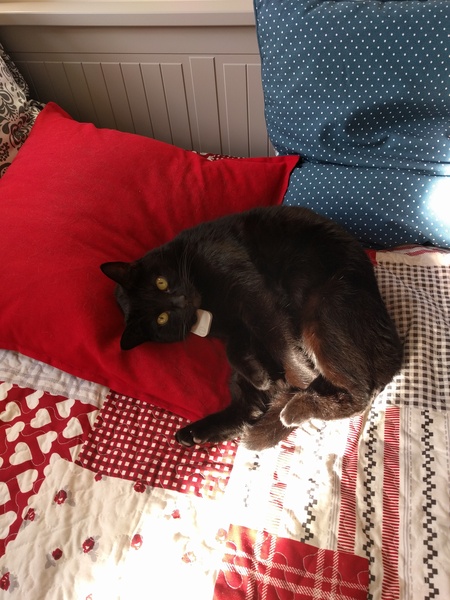 National black cat day.