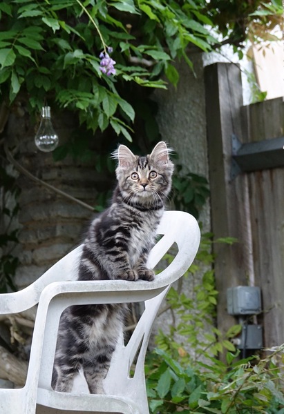 care of just spayed female kitty with boisterous brother