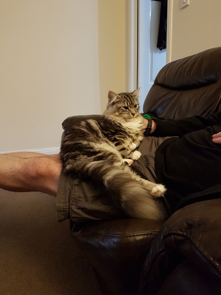 care of just spayed female kitty with boisterous brother