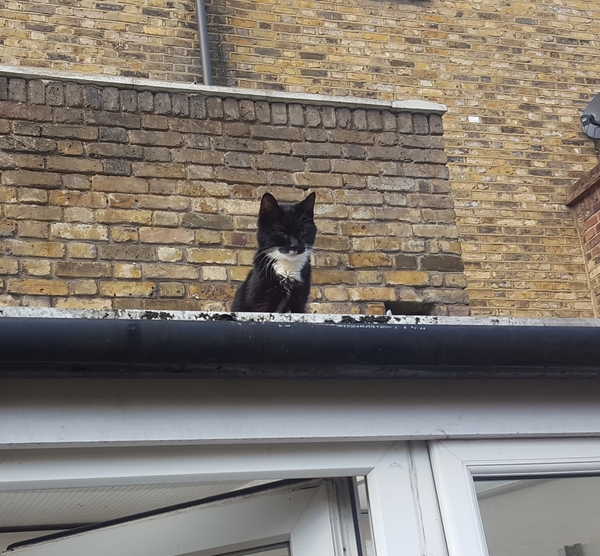 Cats still catting away part 5