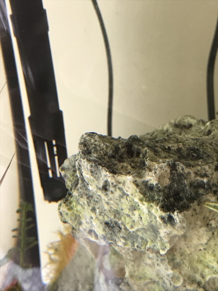 Algae but only on rock?