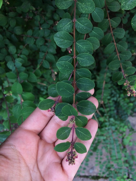 Shrub identification please