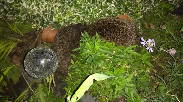 Hedgehogs!