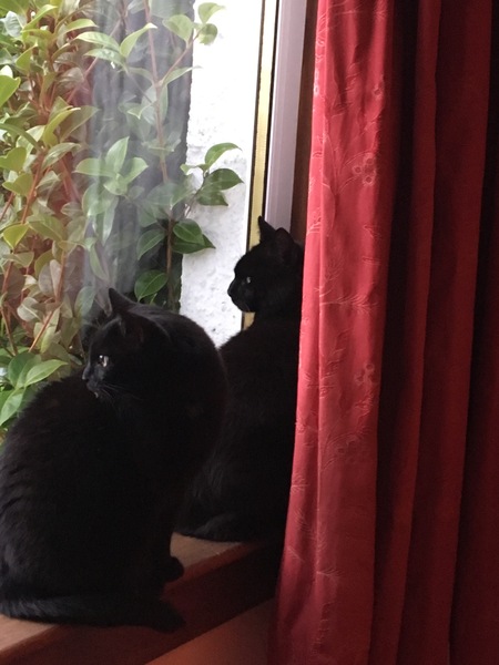 Latest fosters
