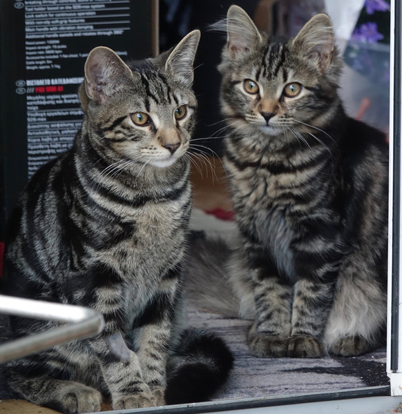 Westministenders: I can't believe it's not butter