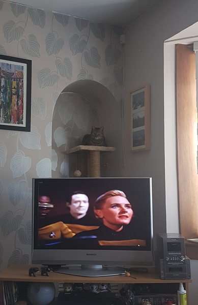 Cats still catting away part 5