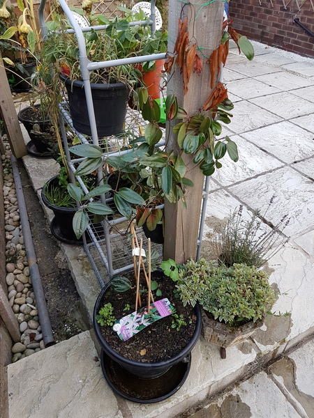 How Can I help these two Plants?