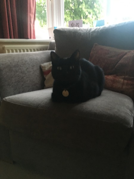 National black cat day.