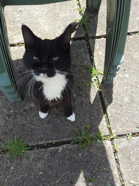 Cats still catting Part 4