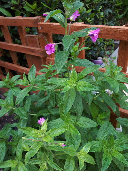 Does anyone know what this is?