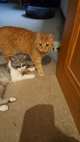 Help - cat with triaditis