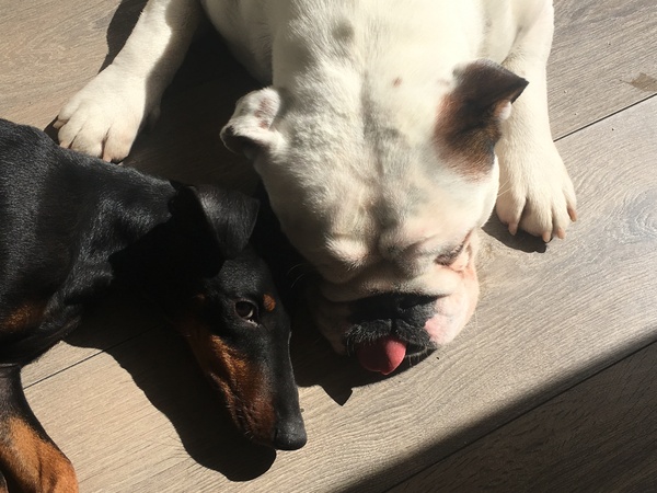 Rehomed puppy and wee woes!