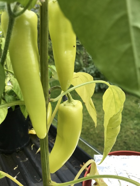 Allotment?Veg Patch Thread 10 - Plotmenters  busy into summer ! and loving James Wong