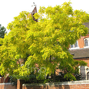 Can anyone suggest some nice 'garden safe' trees?