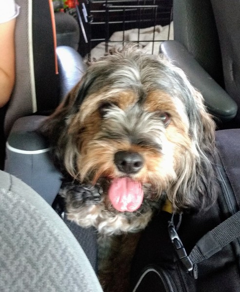 The joy of small dogs