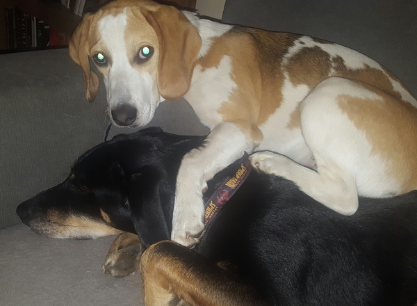 Would you keep this dog? (Beagle pics)