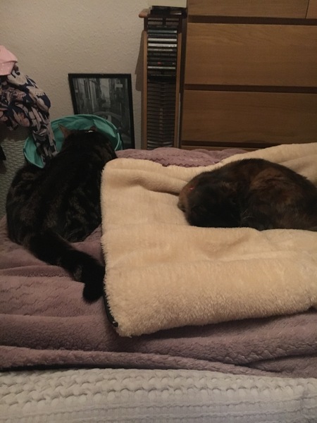 care of just spayed female kitty with boisterous brother