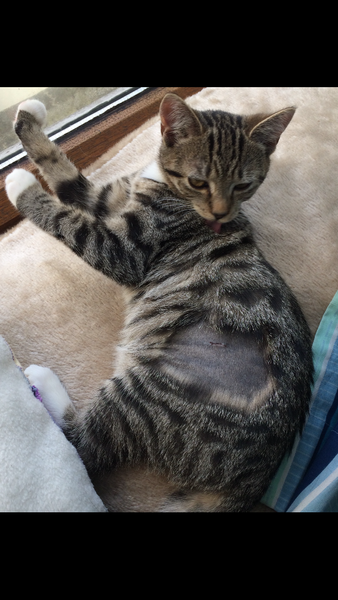 care of just spayed female kitty with boisterous brother