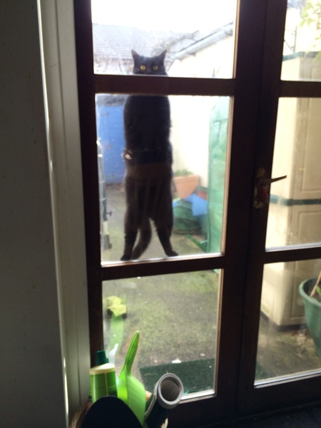National black cat day.
