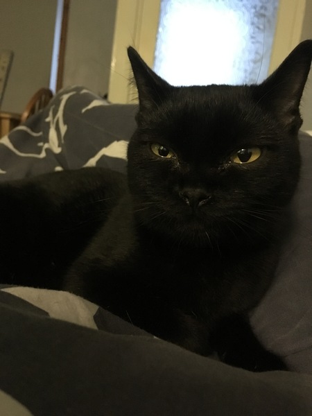 Cats still catting Part 4