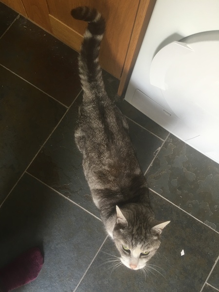 Talk to me about arthritic cats please