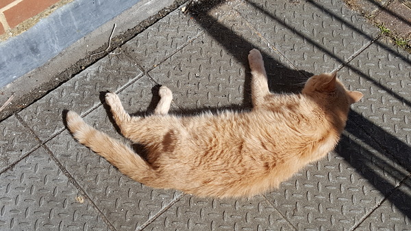 Cats still catting Part 4