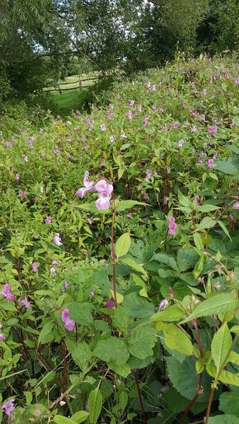 Pretty flowers in the park