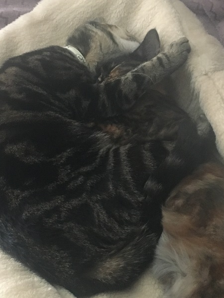 Cats still catting away part 5