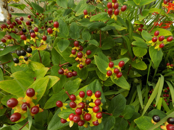 Can anyone identify this bush?
