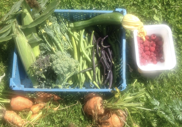 Allotment?Veg Patch Thread 10 - Plotmenters  busy into summer ! and loving James Wong