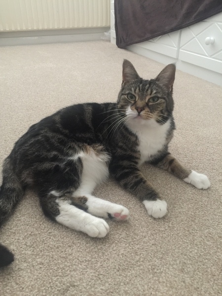 Weeing on the rug