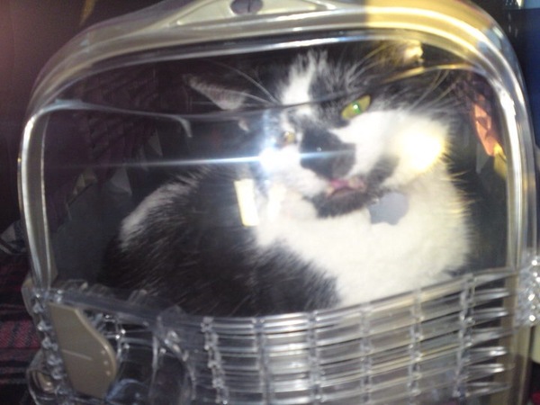 Best carrier for large cat?