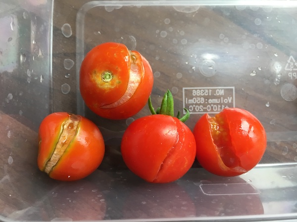 What's wrong with my tomatoes?
