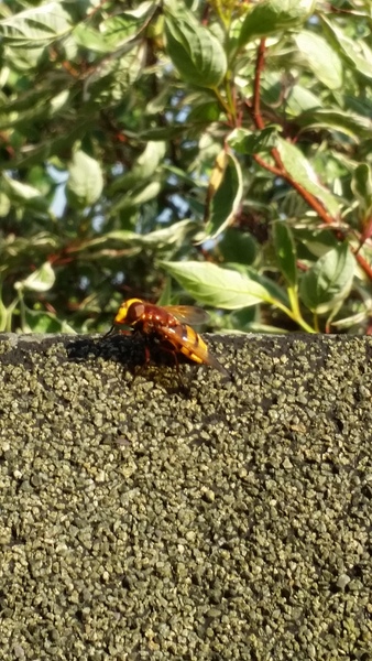 Is this a wasp species? Identification help please