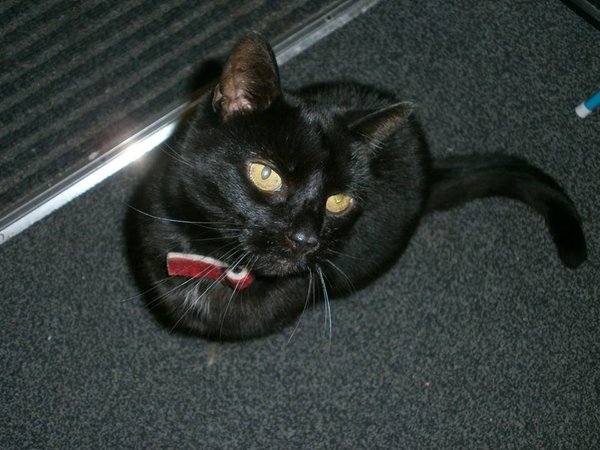 National black cat day.