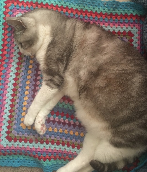 Talk to me about arthritic cats please