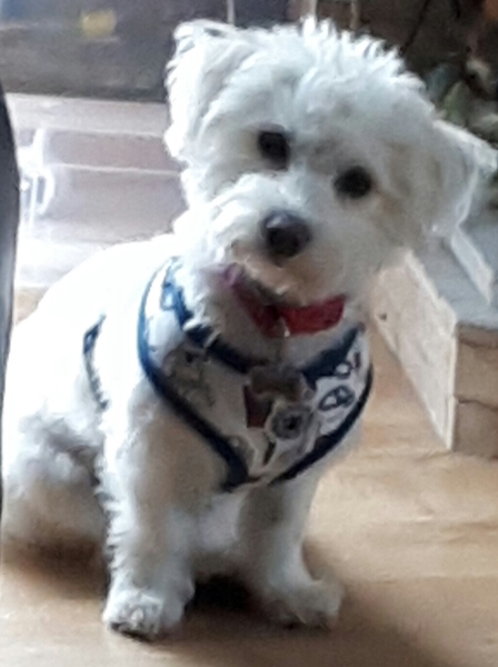 Does anyone fancy a puppy survival thread part 3