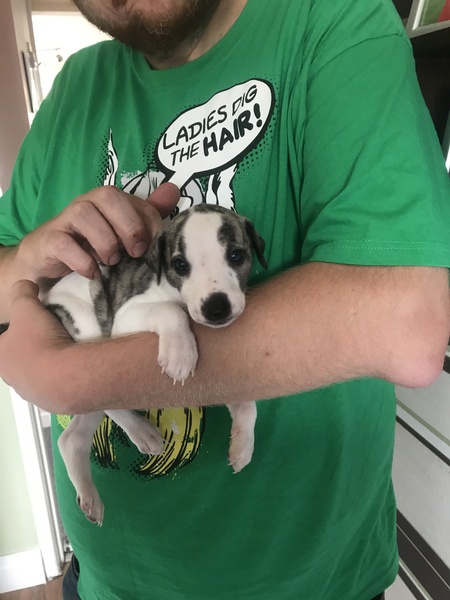Thinking of getting a Whippet