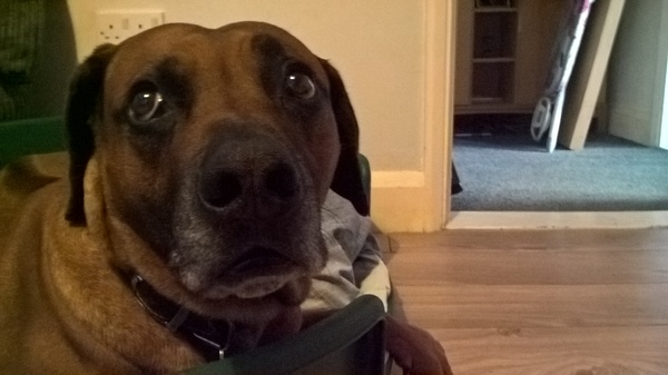 To wonder why people stand at the bottom of my drive looking at my dog?
