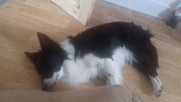 Dog in rental property
