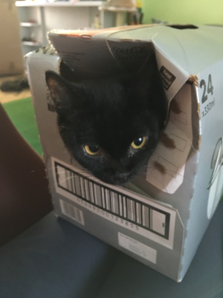 My cat chews cardboard???