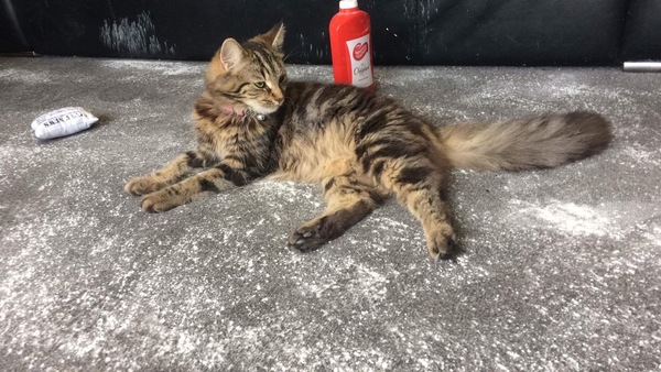 Introducing girlcat to boycat help plz