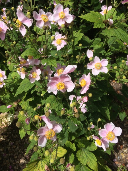 What is this plant (photo included)