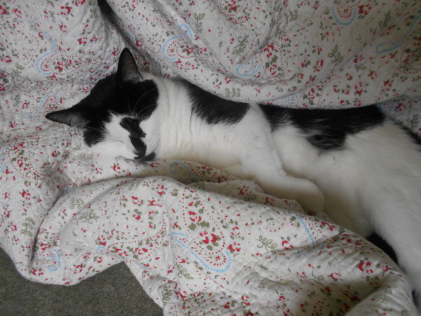 Cats still catting away part 5