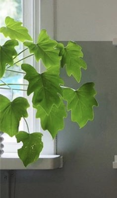 What plant is this please?